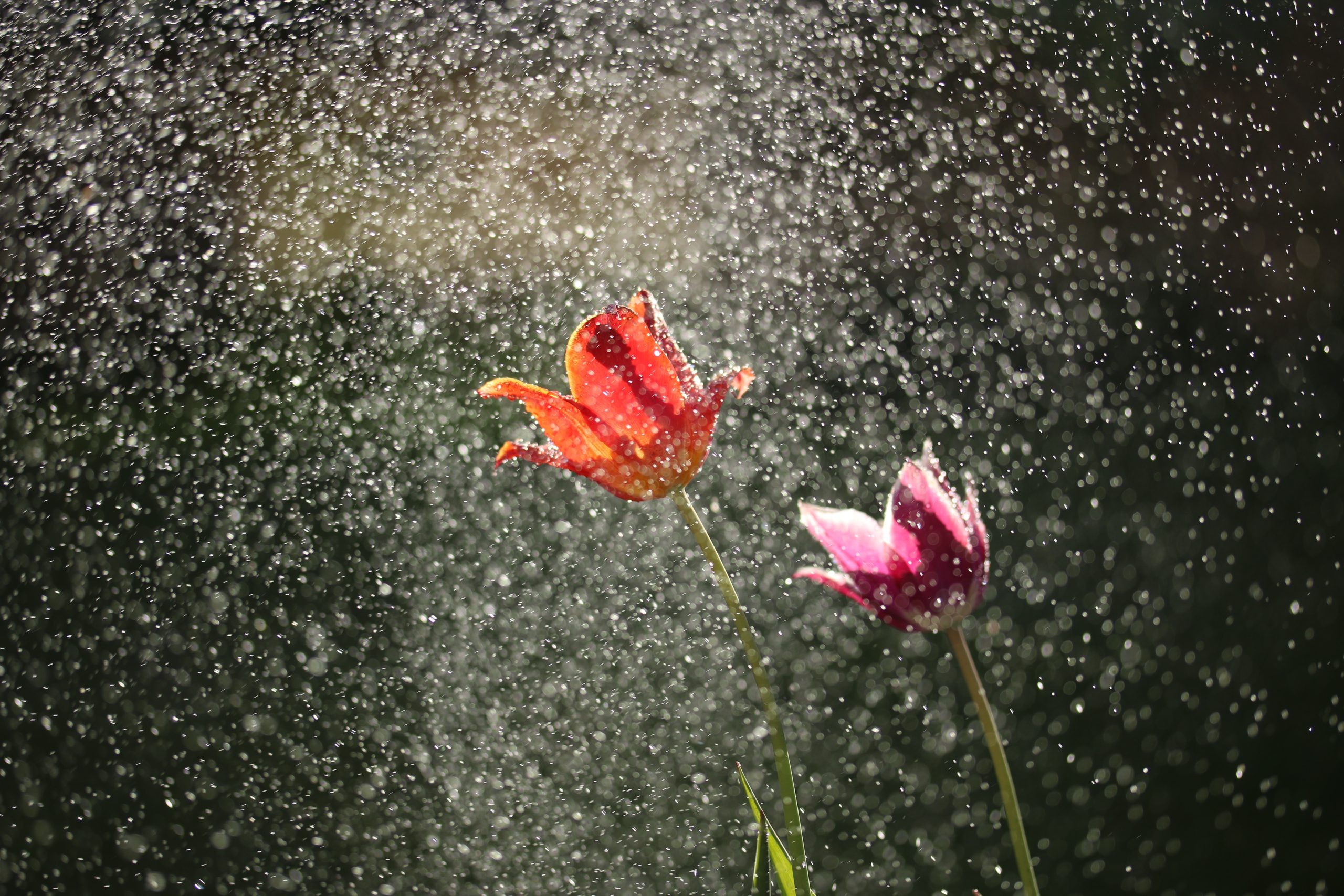 פרחים בגשם